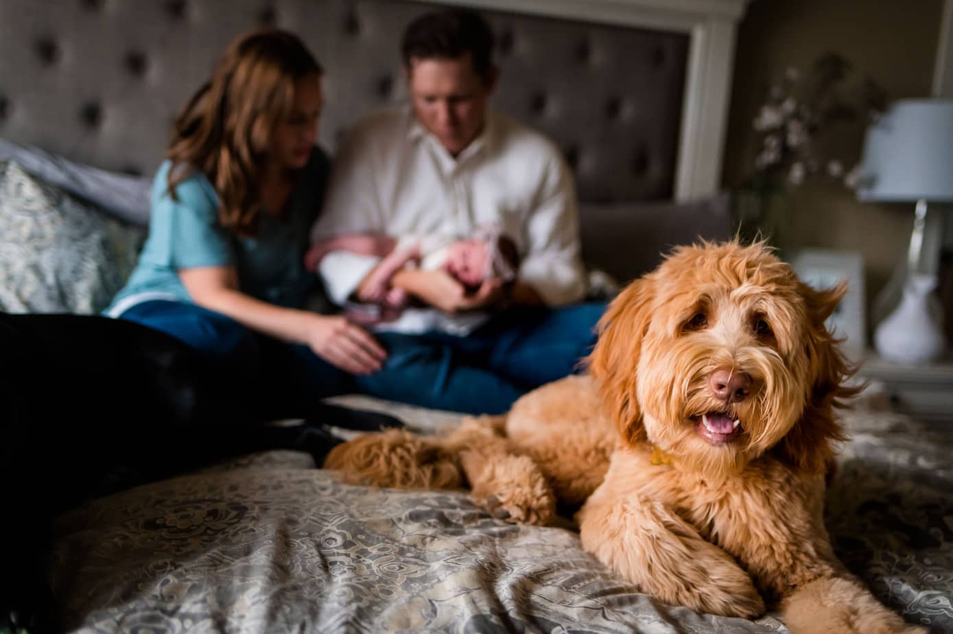 A dog on the bed with his brother, new sister and parents in their home.