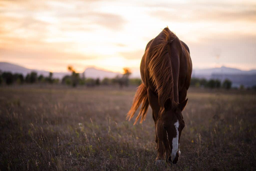 a horse grazes after taking people horseback riding in Colorado for an adventurous date