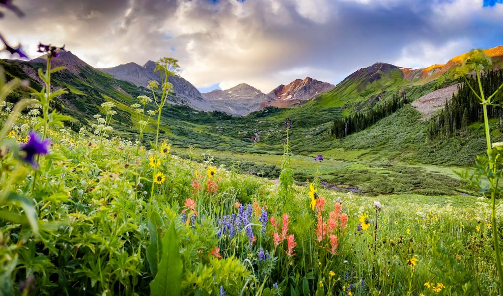Rustlers Gulch in Crested Butte Colorado as seen through fields of wild flowers at sunrise