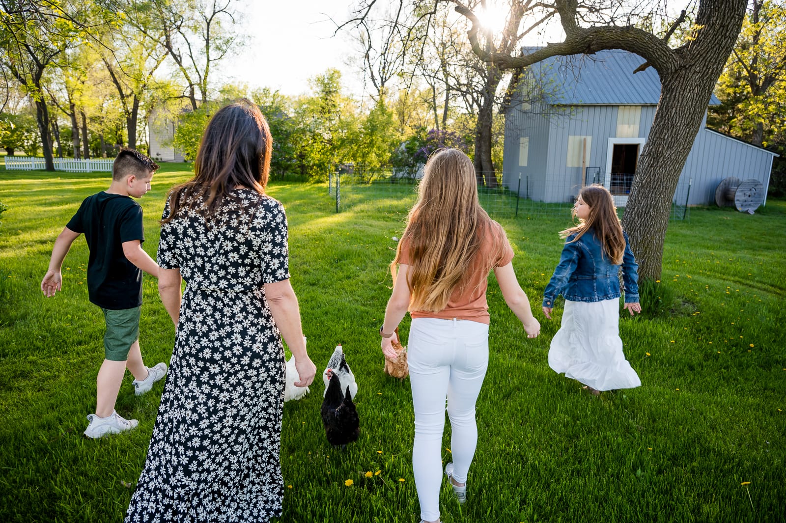 a family corals their chickens back to the coop at their lifestyle family photography session in Colorado