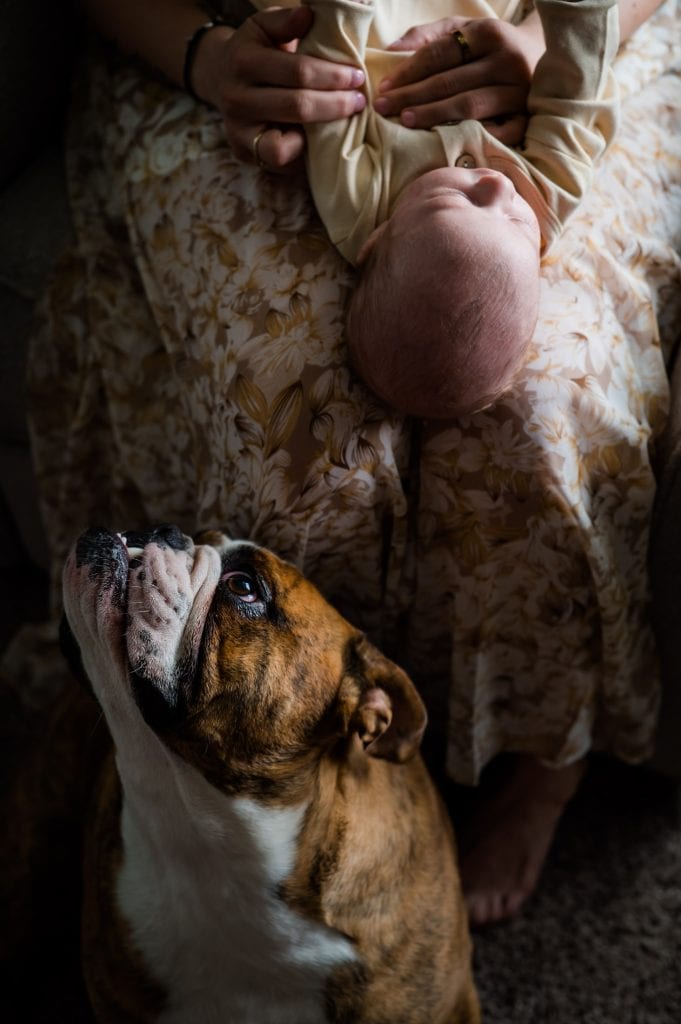 a dog looks up at his baby brother at their newborn lifestyle photo session in their home