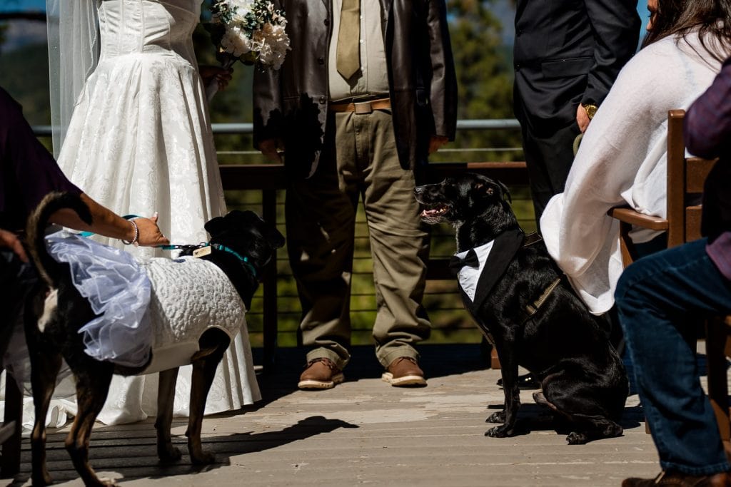 Two dogs in attendance at their parents elopement in Pagosa Springs